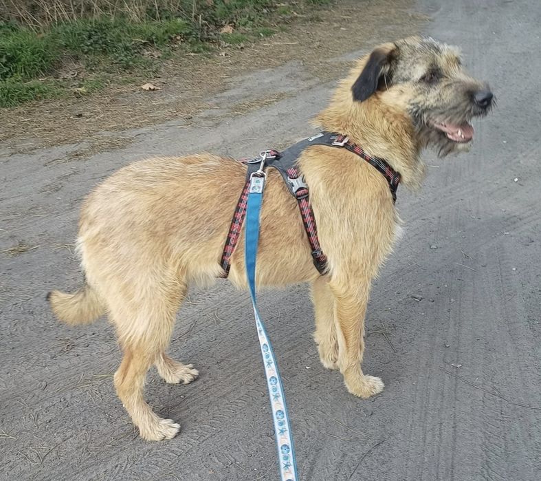 Roczna Dosia do adopcji
