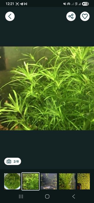 Водоросли для аквариума