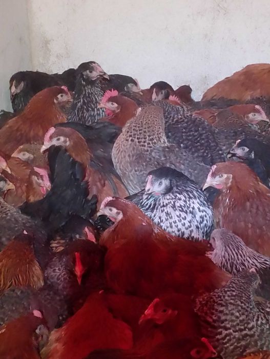 Kury nioski 18 tygodniowe