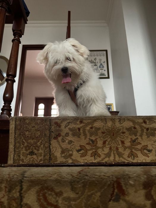 Bichon Maltês macho para adoção