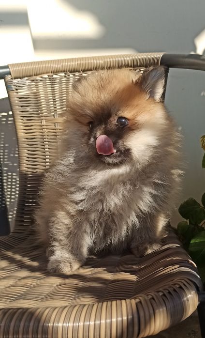 Кукляшні малюки .