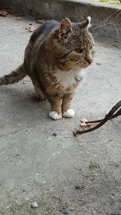 Kot szary do adopcji