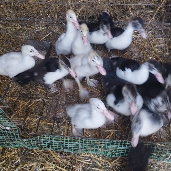 Rolnictwo tuczk kaczki