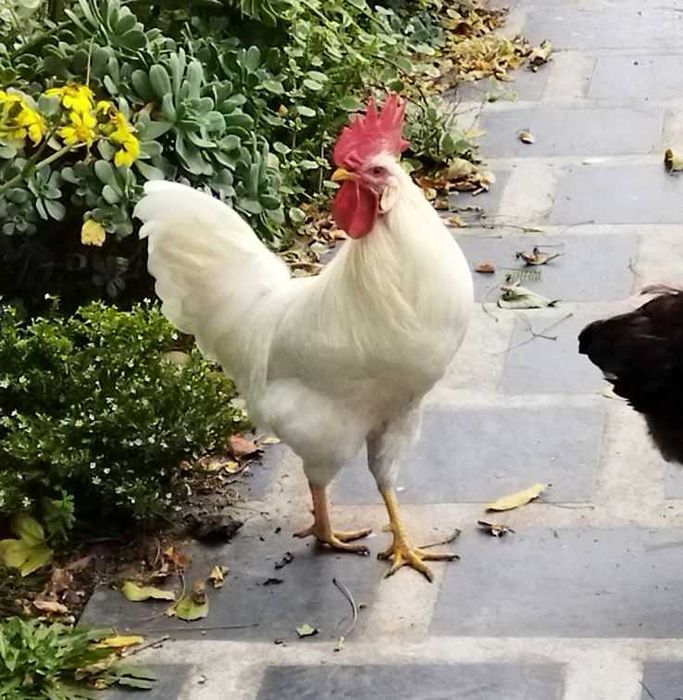 Galo Leghorn / Legorne Branco