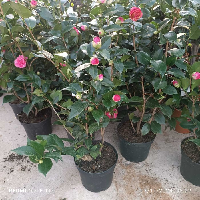 Jardim das Oliveiras