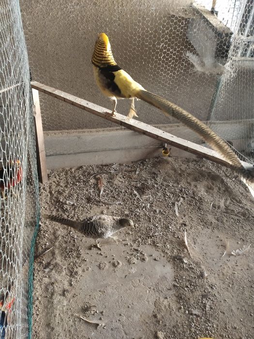 Tenho , ovos galados  de faisoes dourados .