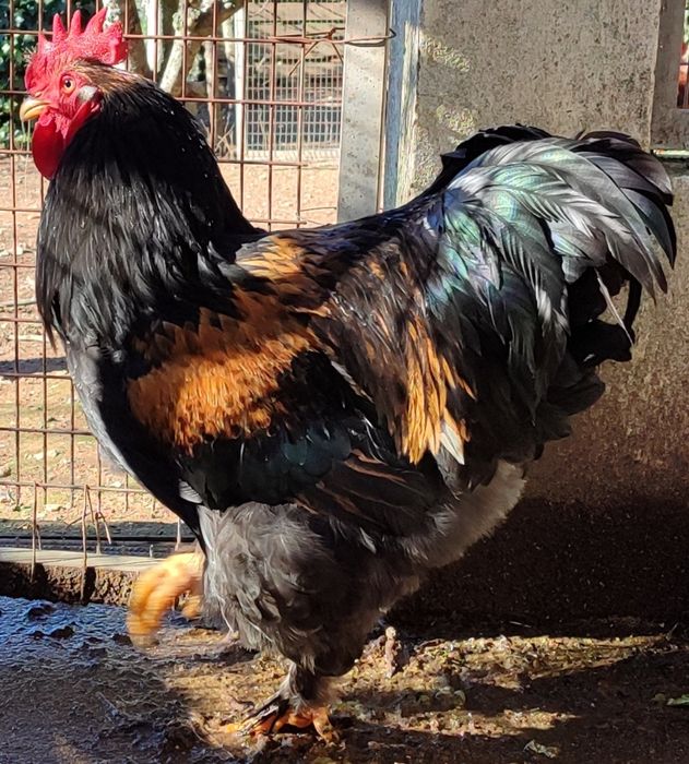 Vende Galos Brahma e outros