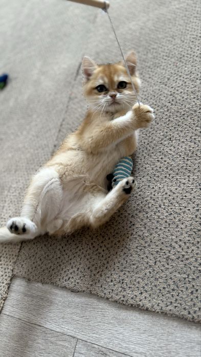 Хлопчик шиншилка котик