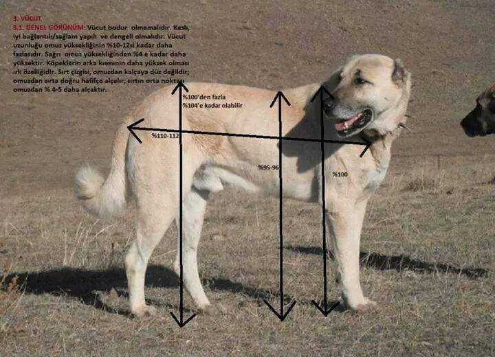 Kangal import Turcja szczeniak FCI.