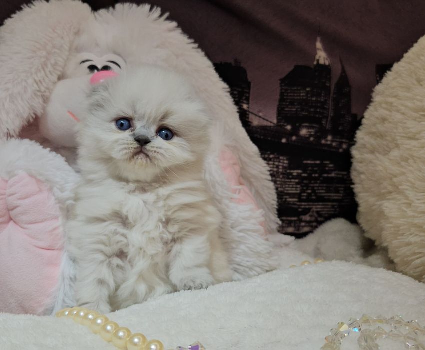 Продам Шотландских кошенят. Висловухі