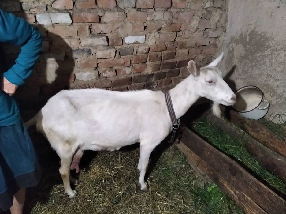КОЗА продається з козеням