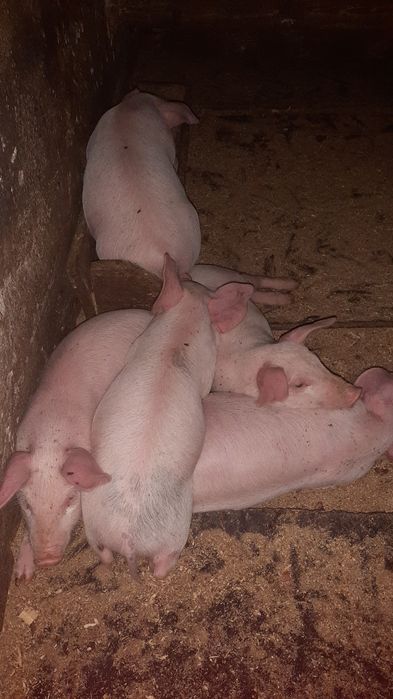 Продаются поросята