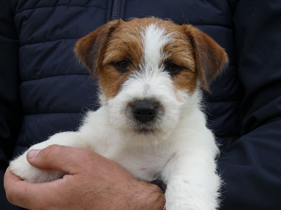 Jack Russell Terrier c/ Pedigree