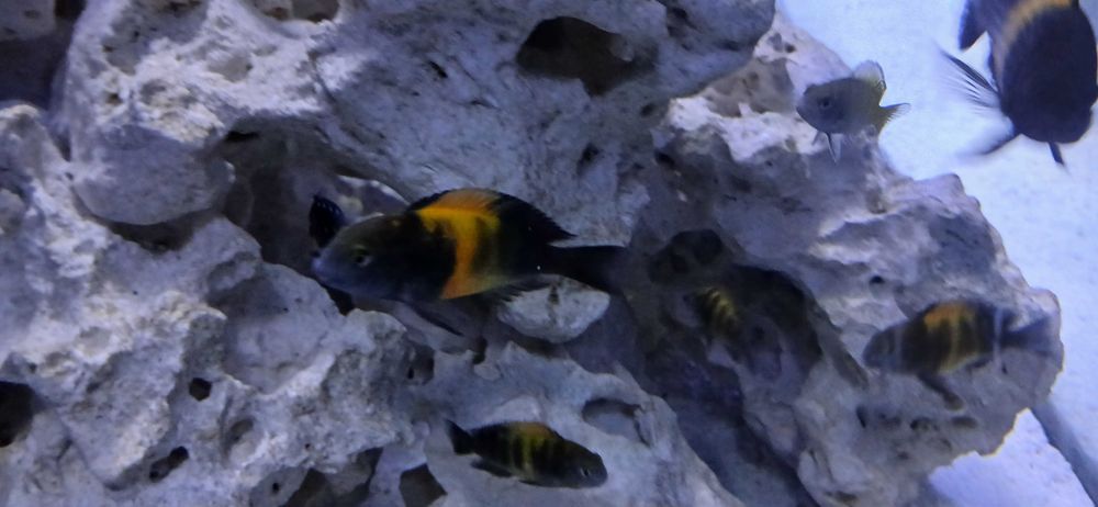 Tropheus  bemba dubois kiriza młode i dorosłe