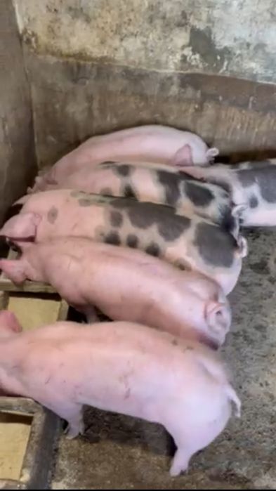 Продам поросятка