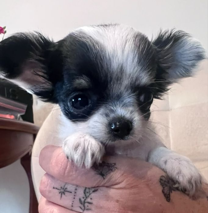 Bowie – mini xs chihuahua długowłosy tricolor