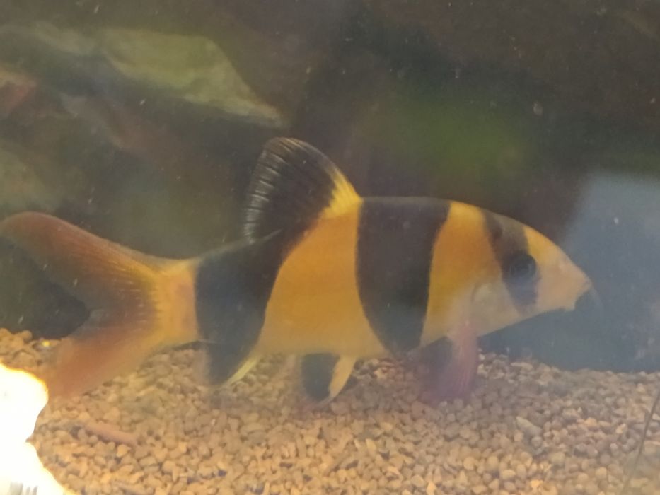 Aquário com movel completo de 200 litros