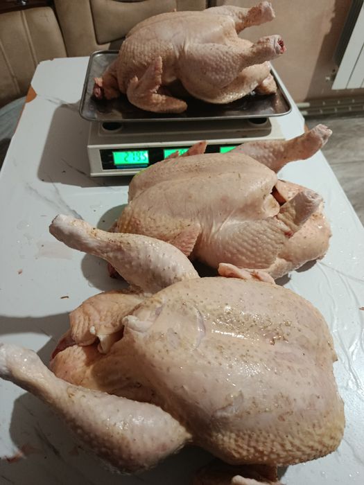 Бройлер домашній