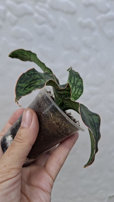 sansevieria cleopatra сансевиерия Клеопатра