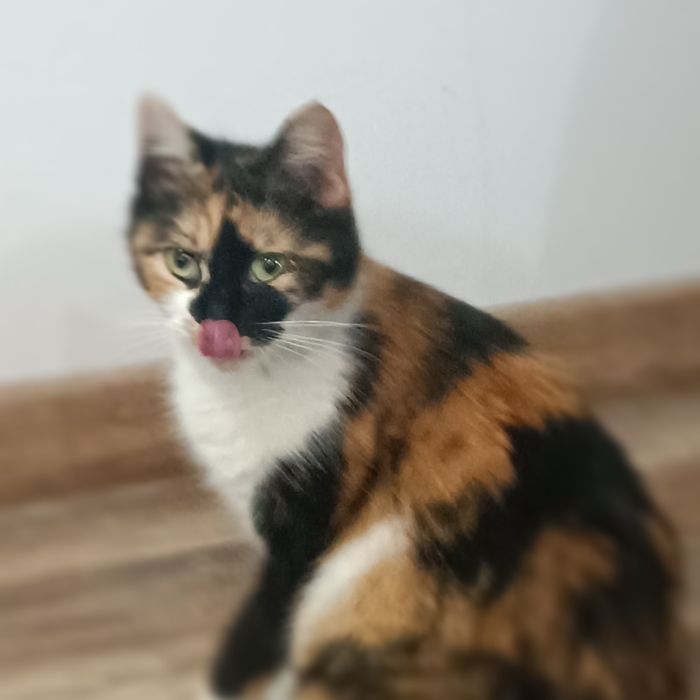 Dorosłe piękne kocice szukają domów