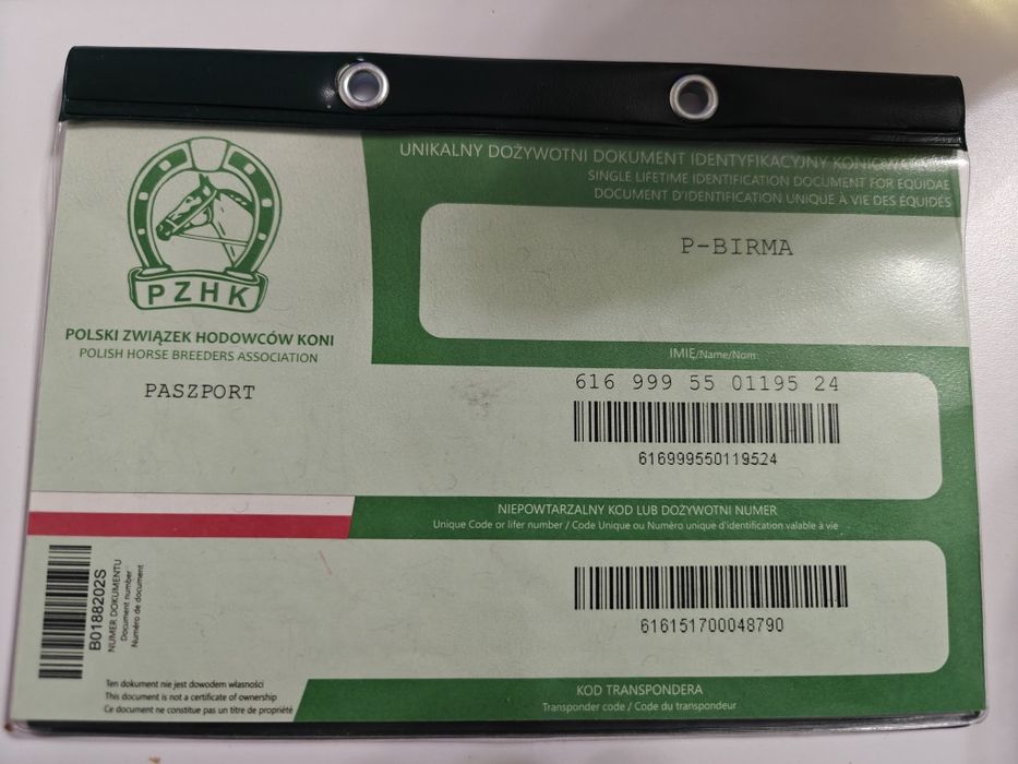 Klacz Tarant  2 lata w czerwcu