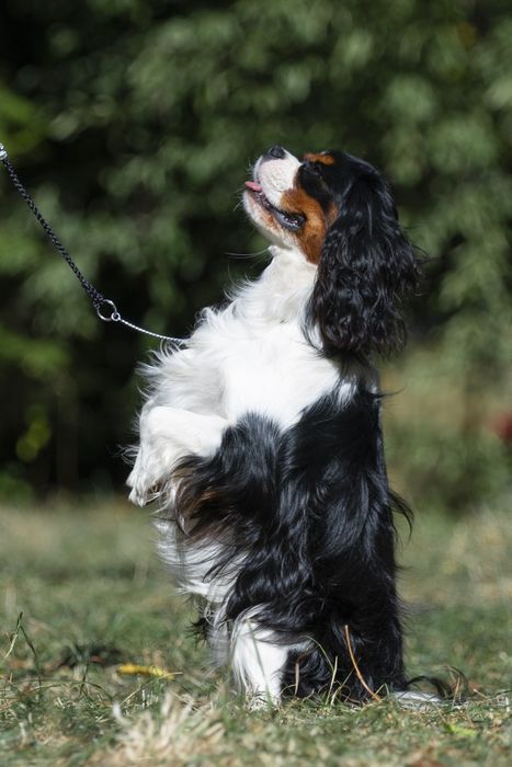 Вязка кавалер Кінг Чарльз спанієль триколор