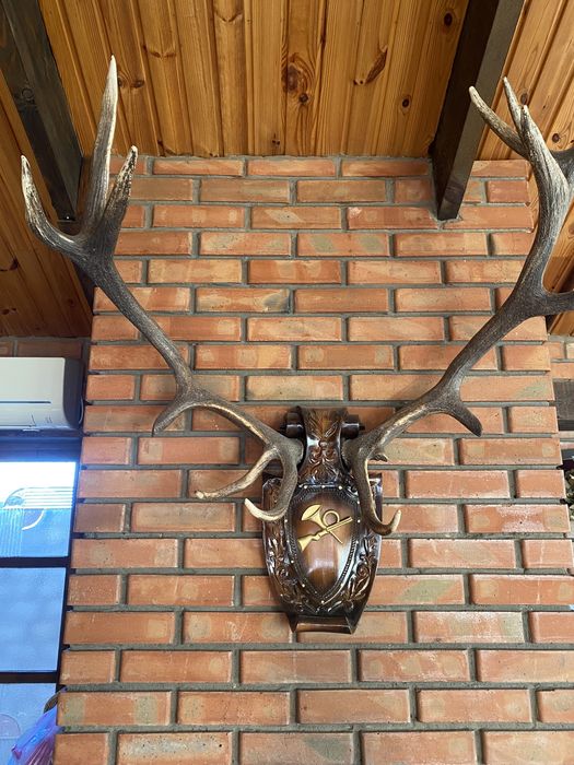 Роги оленя. Мисливськи трофеї