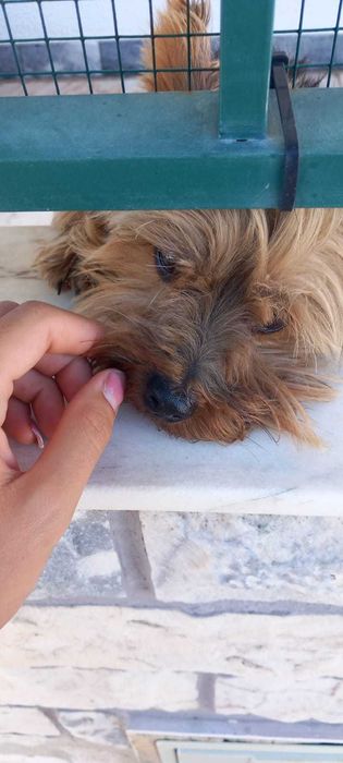 Babysitter/Petsitter