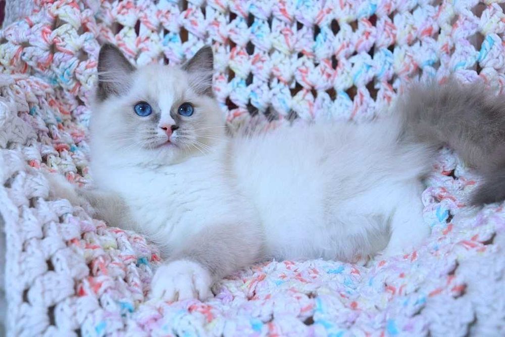 Очень милый и красивый котёночек Ragdoll//Регдолл в красивом окрасе
