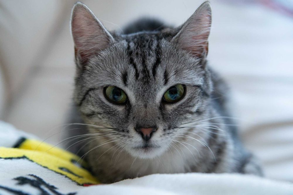 Nela szuka domu! Fundacja "Stawiamy na Łapy"