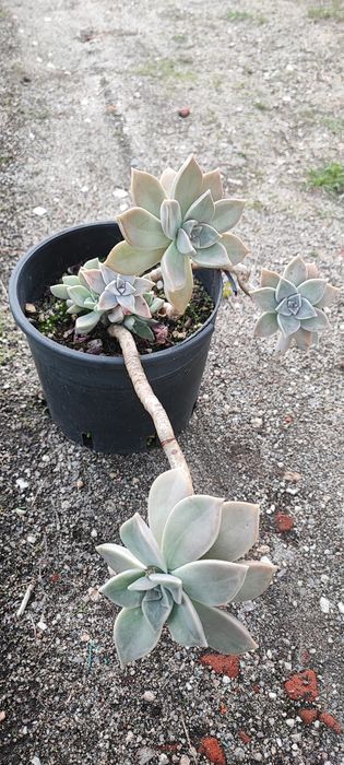 Planta suculenta