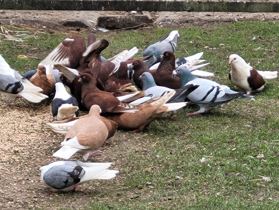 Gołębie Orliki Gołębie staropolskie żółte, płowe,  czerwone