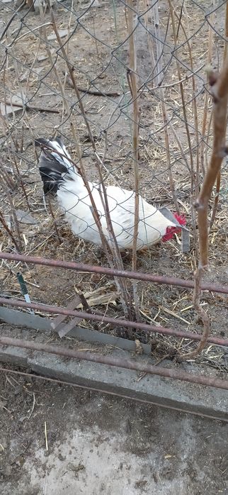 Петух на племя гриз сендри