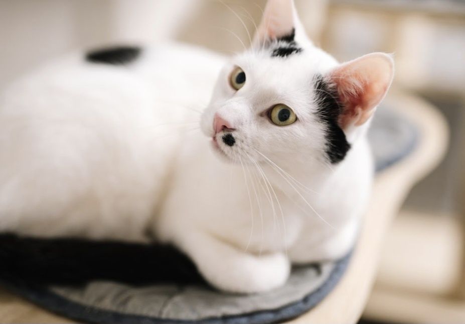 Merlinek pilnie szuka domu