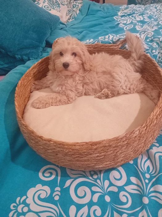 Maltipoo, chłopiec