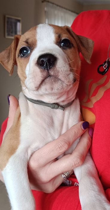 Wyjątkowy samiec GOTOWY DO ZMIANY DOMU American Staffordshire Terrier