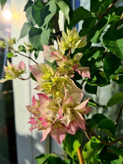 Bougainvillea bugenwilla kremowa zielona 90 - 100 cm bugenwila