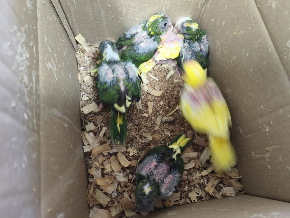 kakarikis e caturras bebés