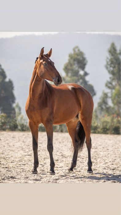 Venda de cavalos, Eguas e Poldros Puro-Sangue Lusitano