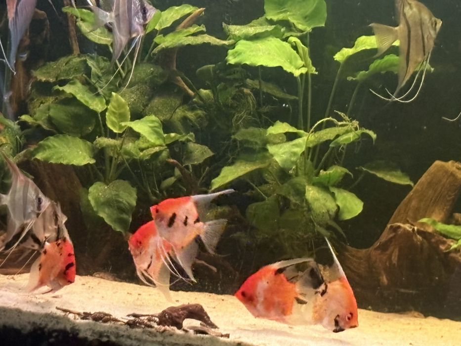 Skalary red devil