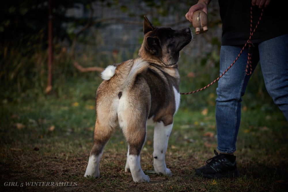 Обирай найкраще! Американська Акіта