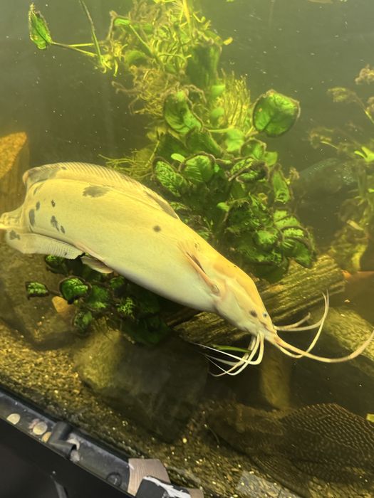 Sum clarias - ponad 40 cm