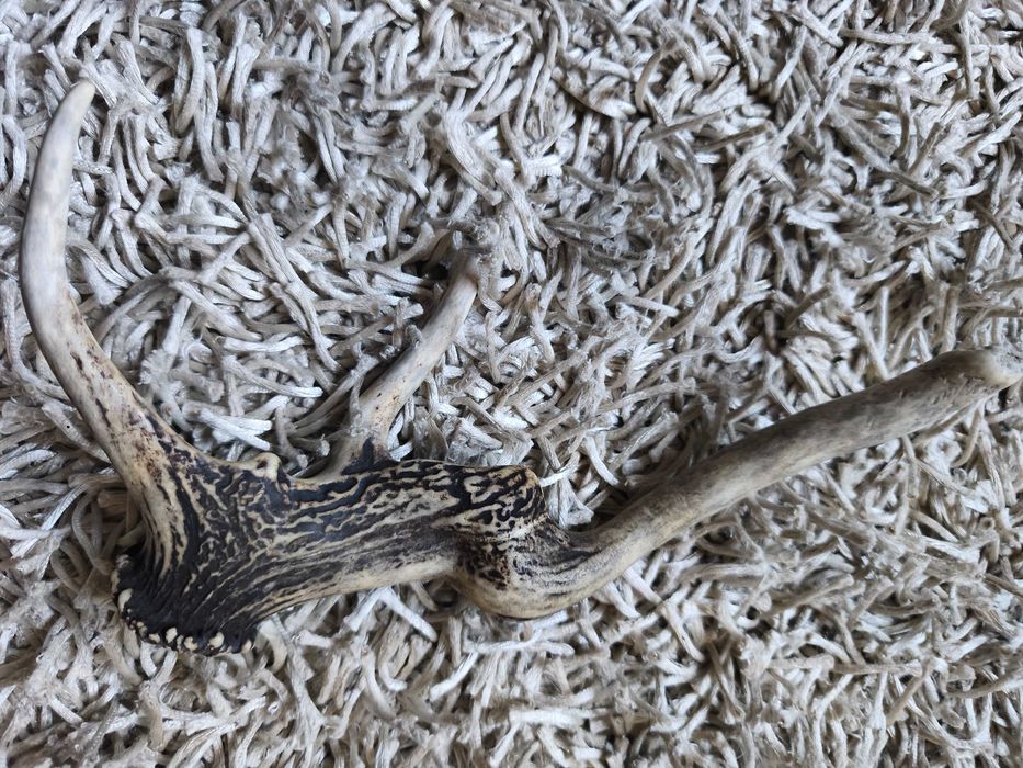 poroże jelenia myłkus