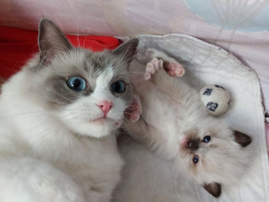 Ragdoll kocurek seal mitted