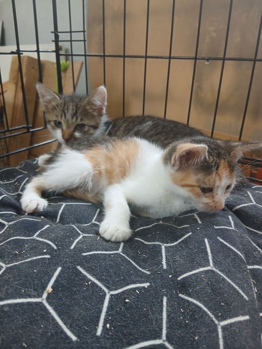Kotki do adopcji