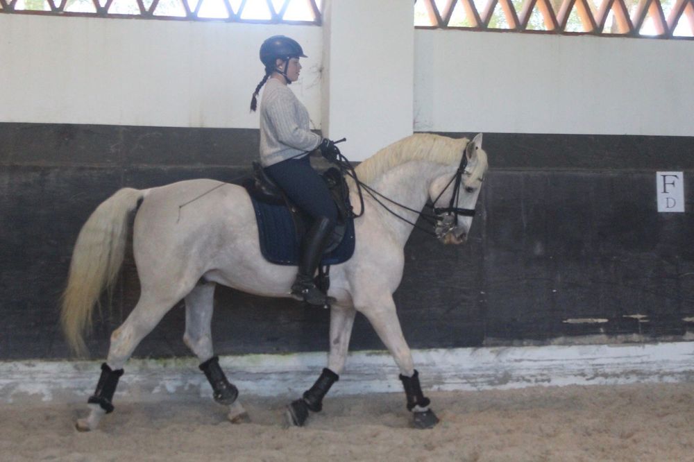 Cavalo PSL de obstáculos