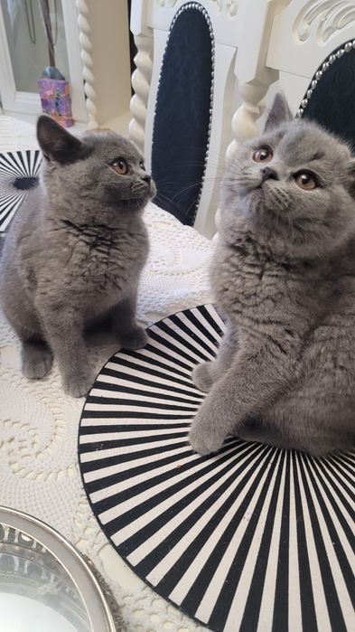 Kotka, kocurek, kocięta Brytyjskie FPL/FIFE