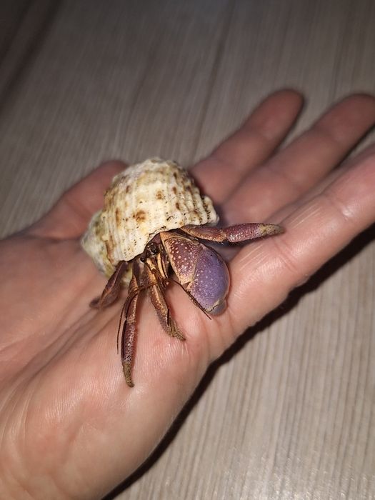 Karaibski krab pustelnik lądowy -  Coenobita clypeatus