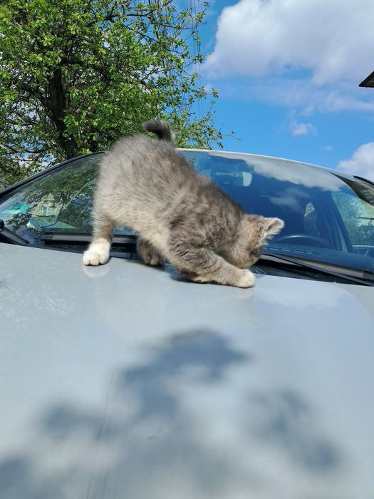 Кошенята шукають дім