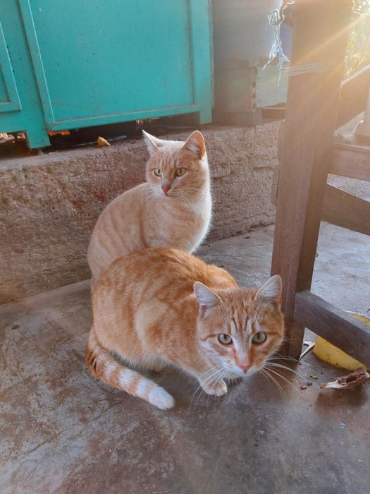 Взрослые рыжие котята котики в добрые руки